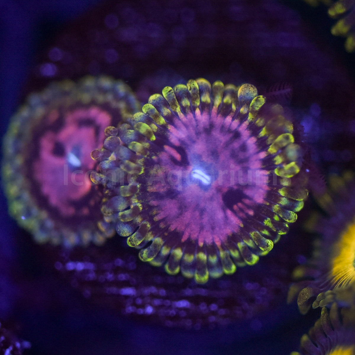 Pink Diamond Zoa – Iconic Aquariums