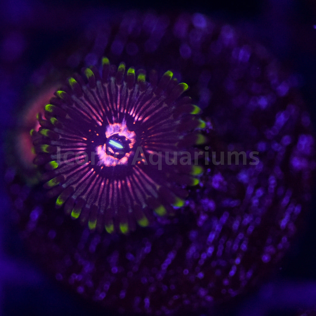 Strawberry Swirl Zoa