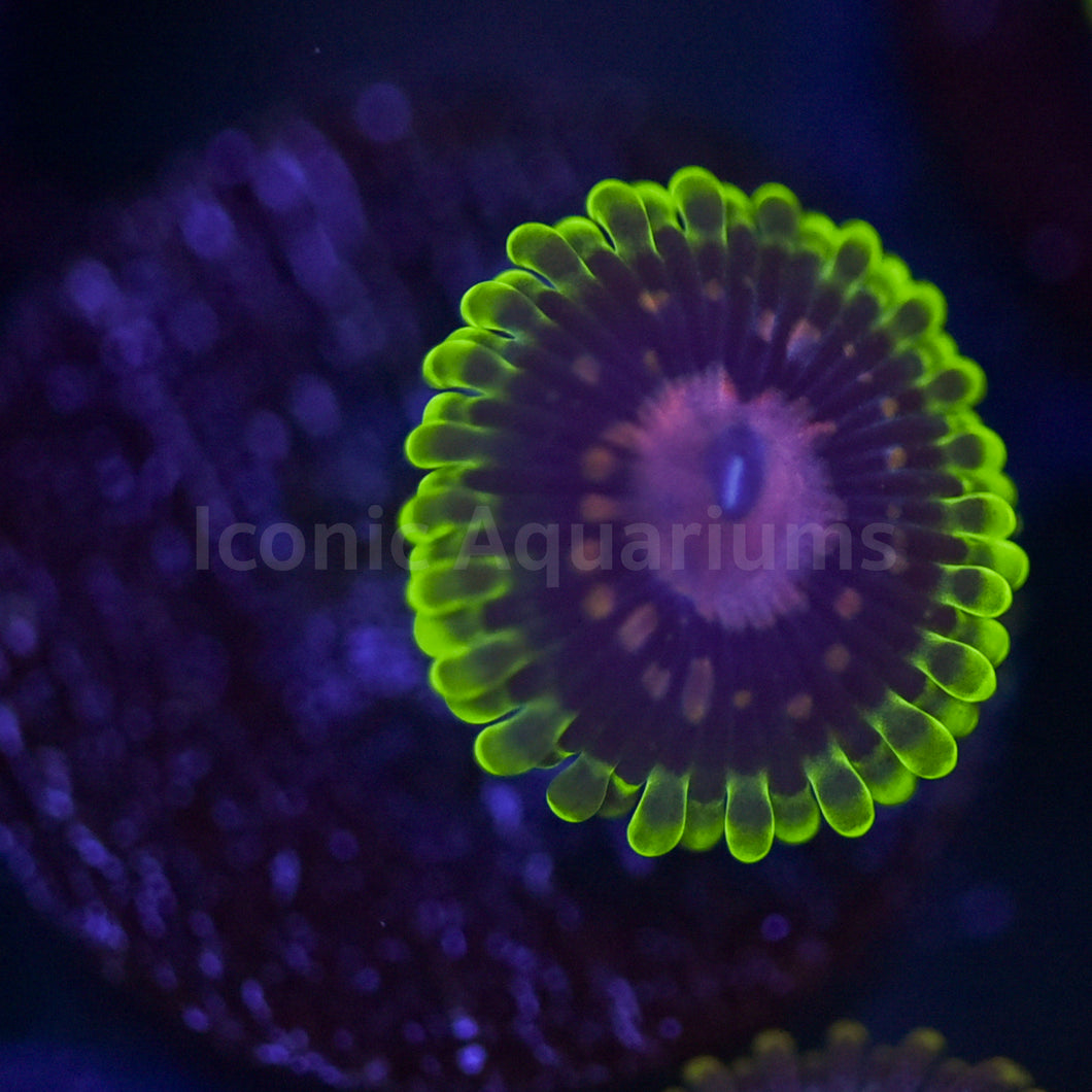 Scarlet Fever Zoa