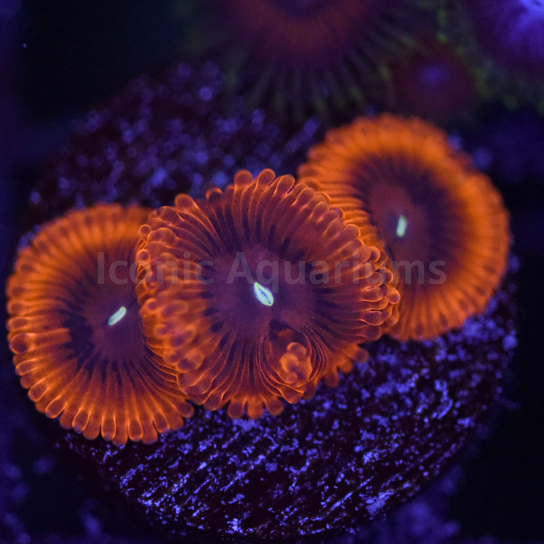 Royal Blood Zoa