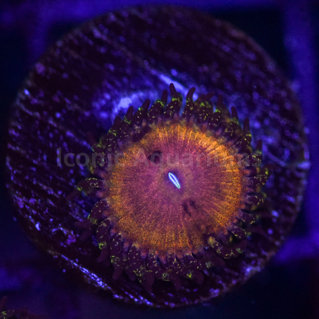 Kamikaze Kush Zoa