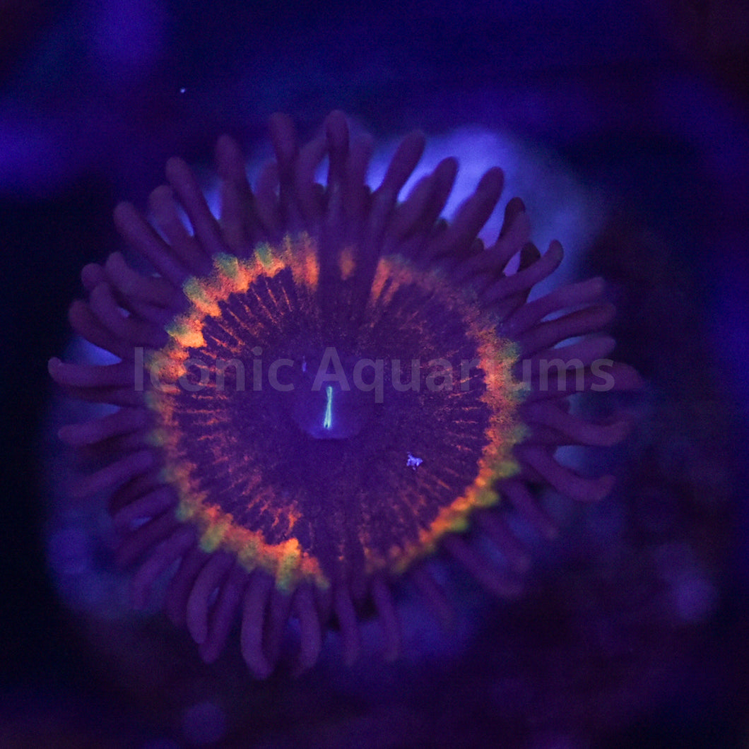 Vamps Zoa