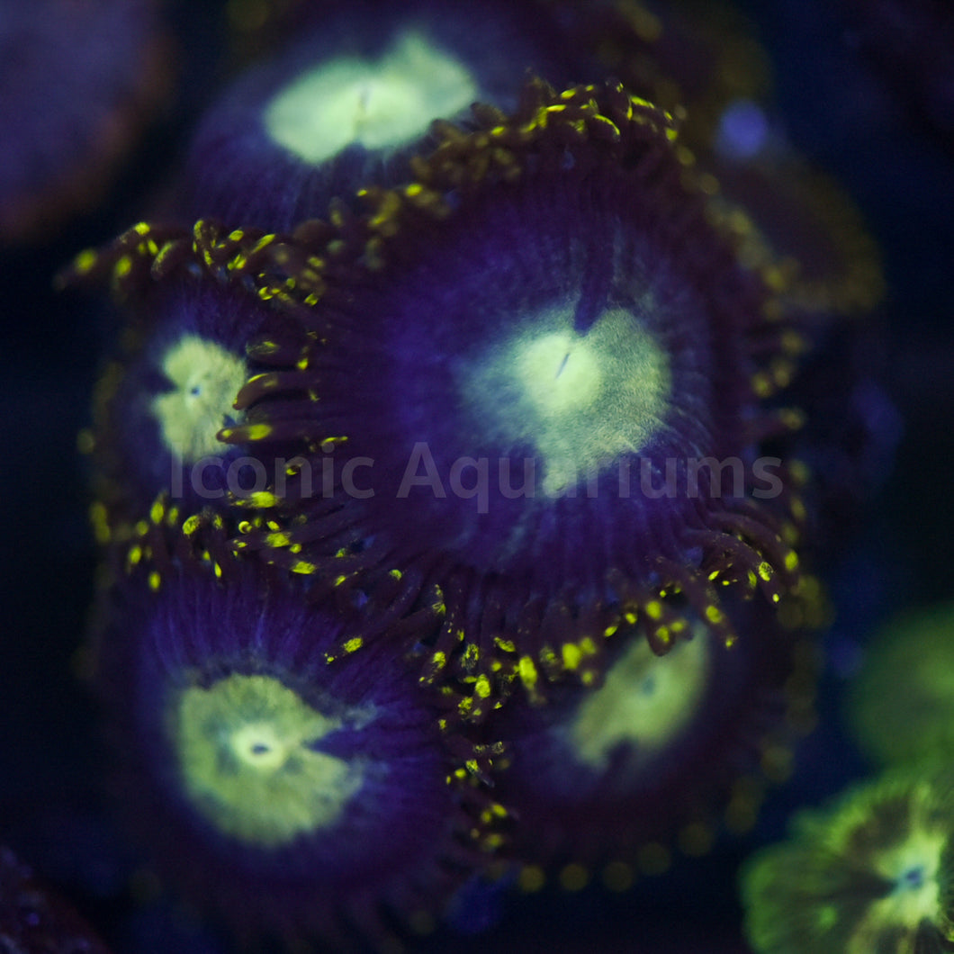 Black Hole Sun Zoa