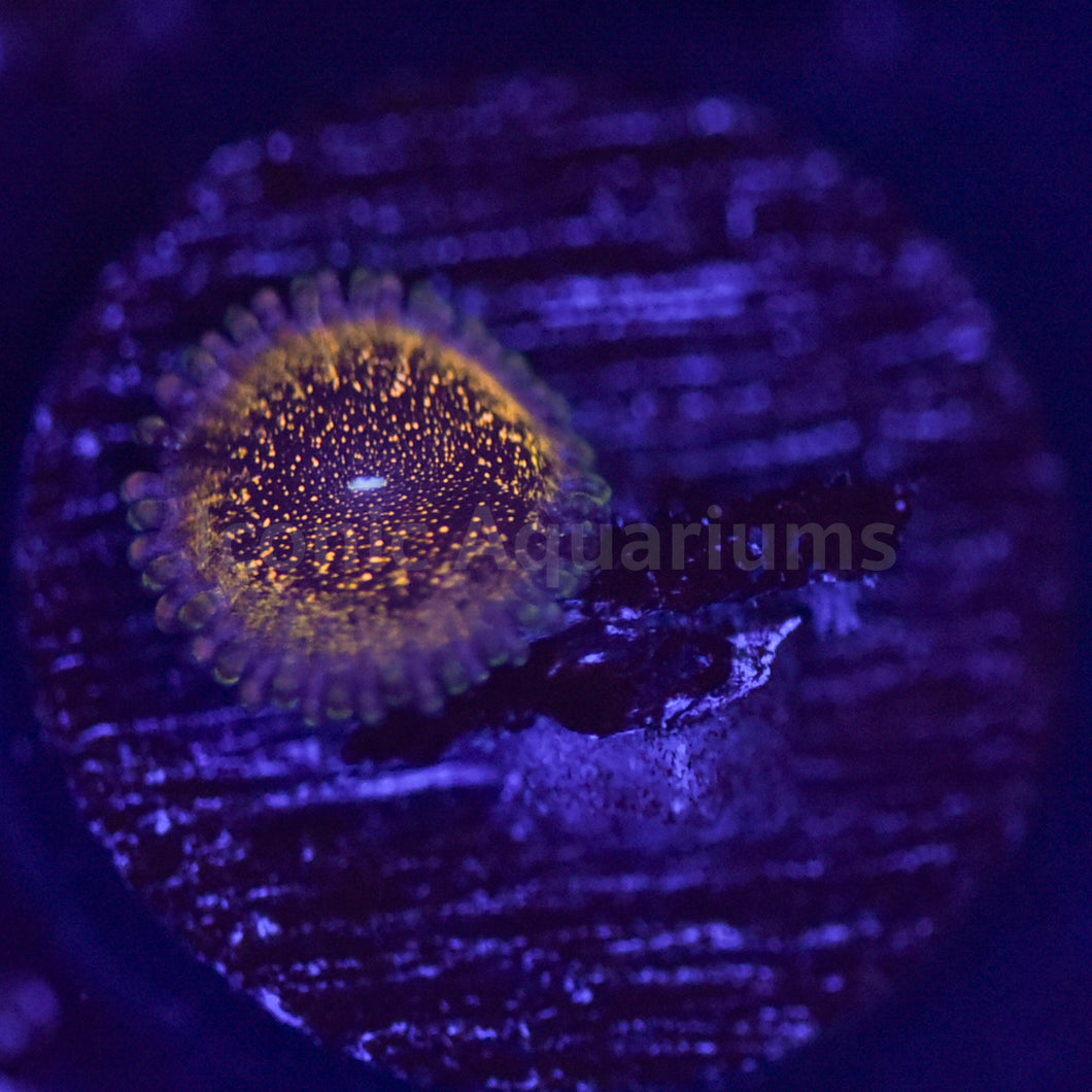 HR Deathstar Zoa