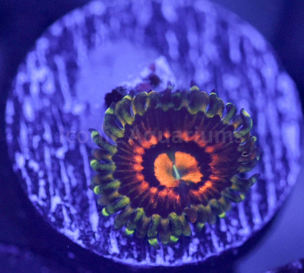 Rainbow Incinerator Zoa