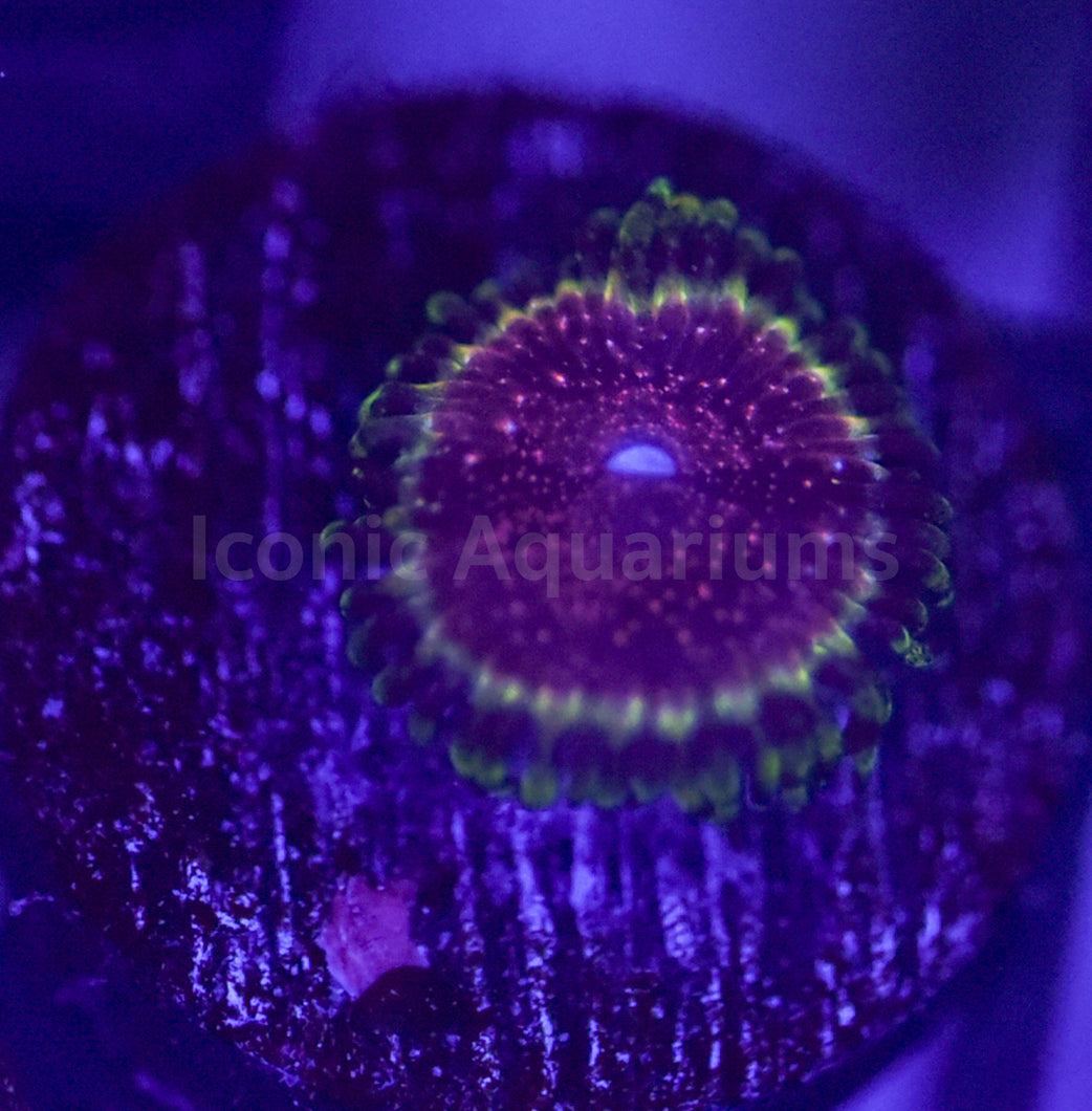 Strawberry Wine Zoa