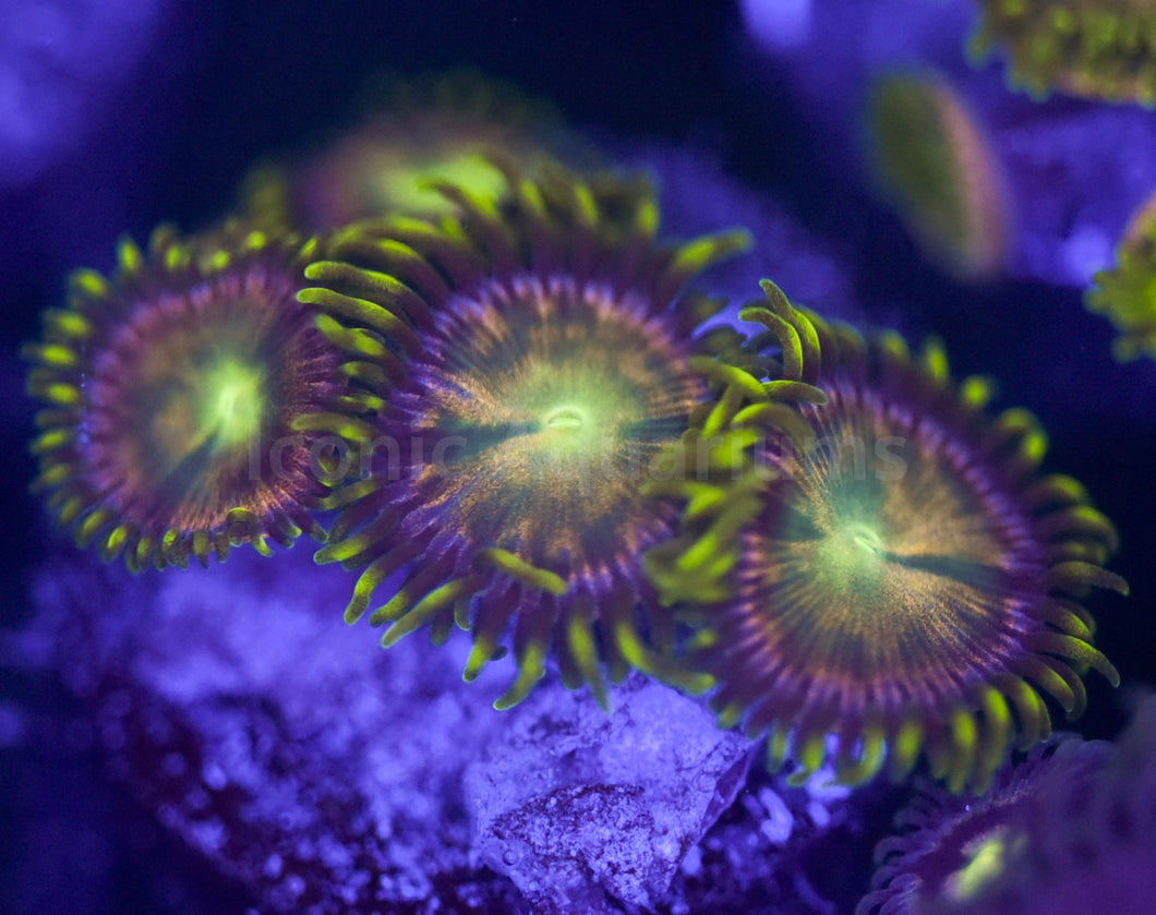 Hydra Lady Zoa