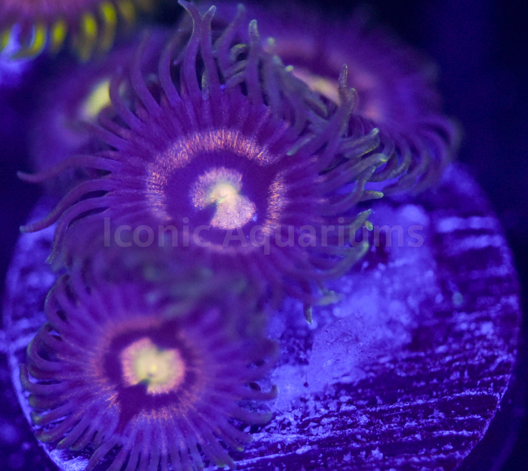 OG Laser Lemons Zoa