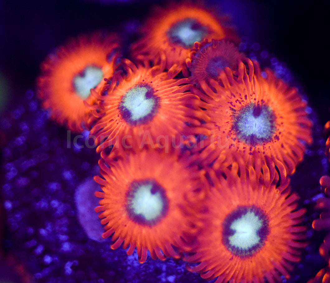 Charmanders Zoa