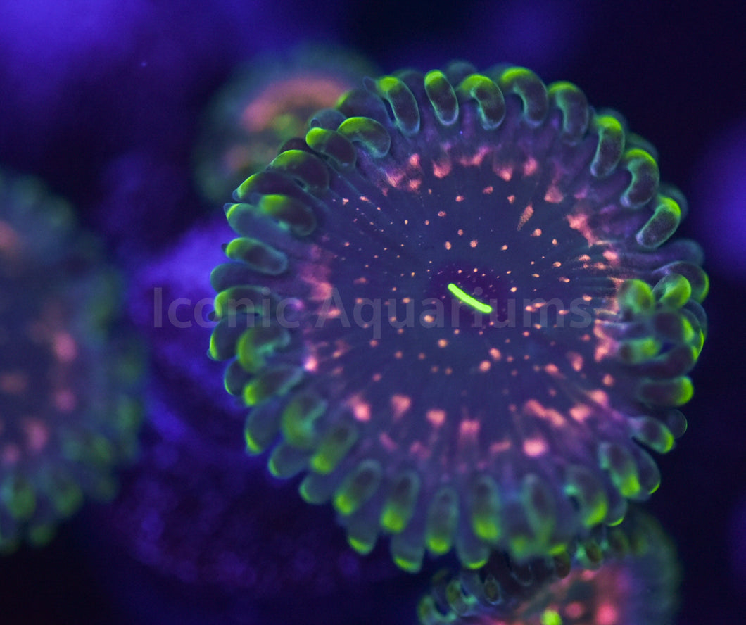 Pink Hawaiian Ding Dang Zoa