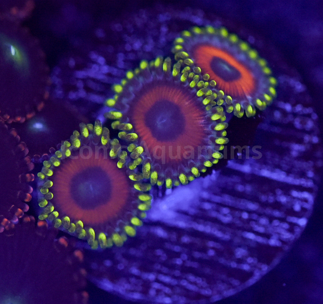 Eagle Eye Zoa