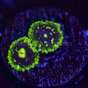 Exosphere Zoa