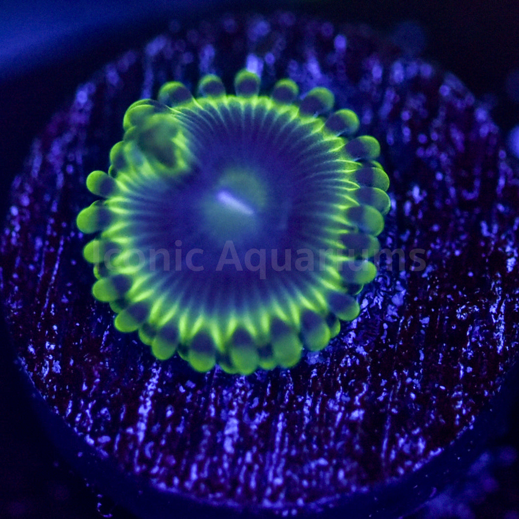 Blue Rhino Zoa