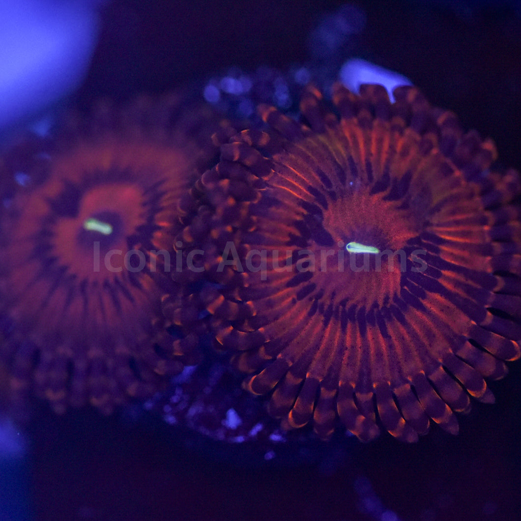 Valentine's Day Massacre VDM Zoa