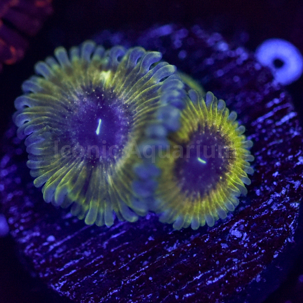 PB&J Zoa