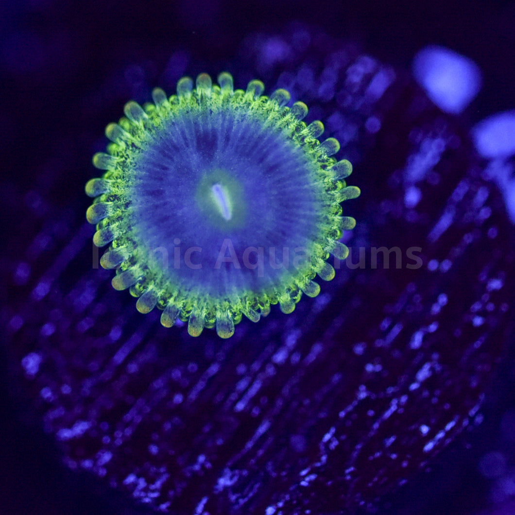 Rainow Rhino Zoa