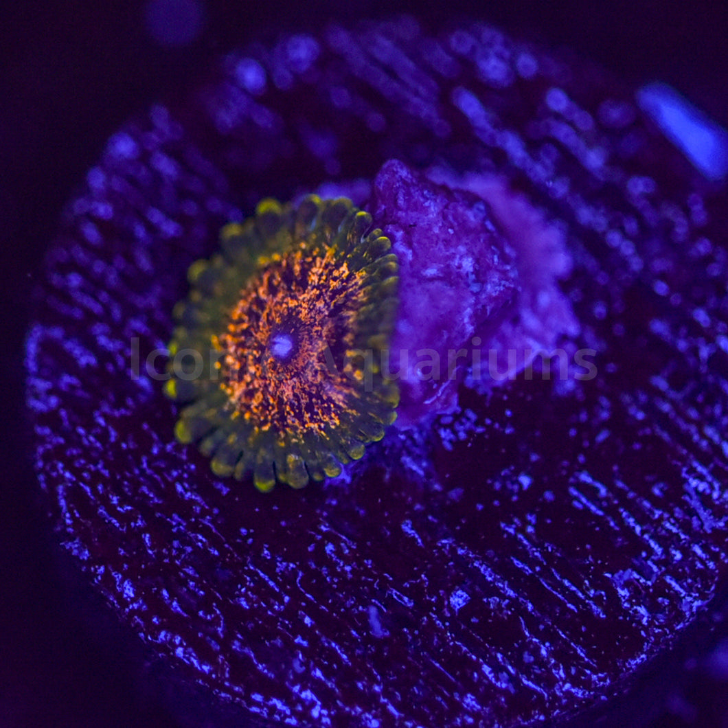 Northern Lights Zoa