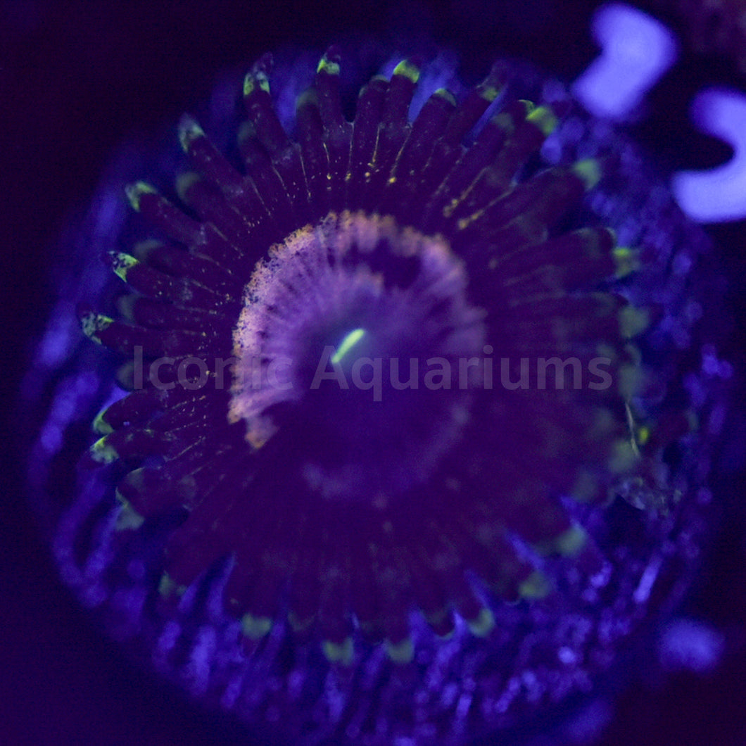 Queen Krakatoa Zoa