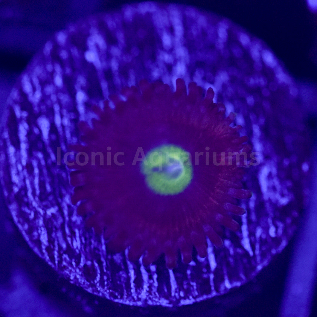 Vendetta Zoa