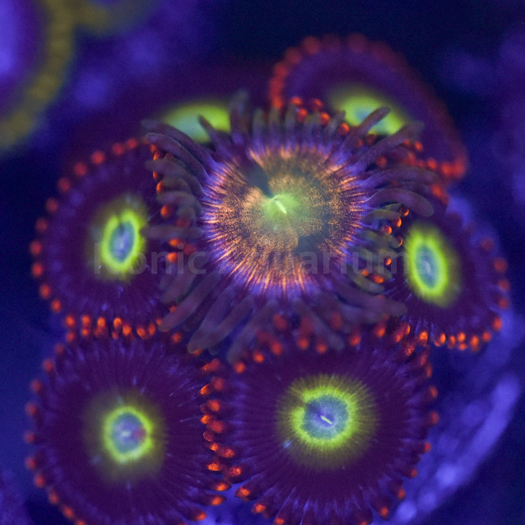 Circus.Kraken Zoa Combo