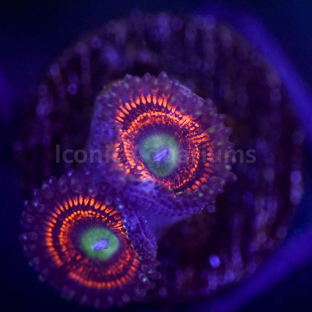 Ultra Gobstopper Zoa