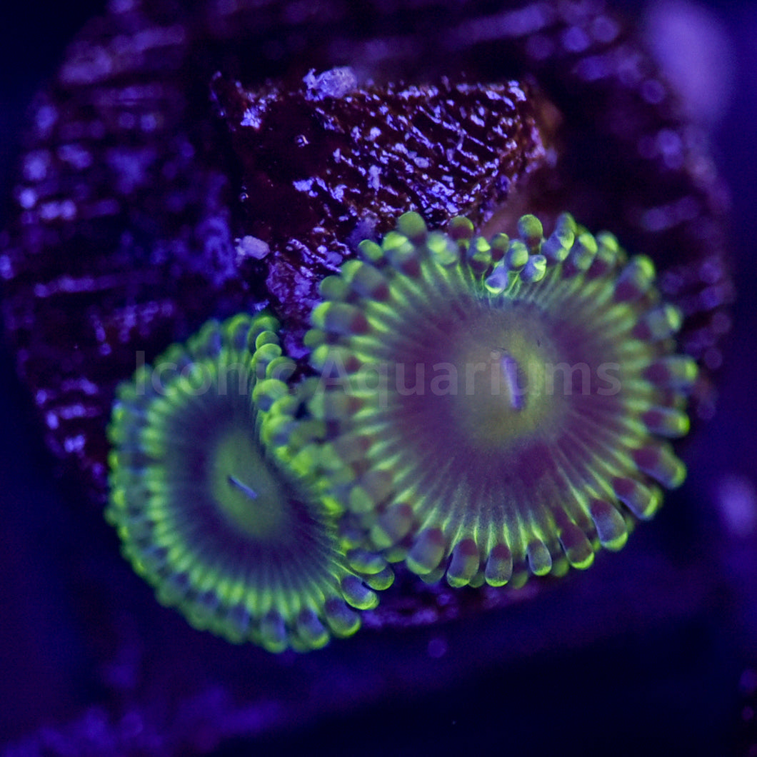 Blue Rhino Zoa