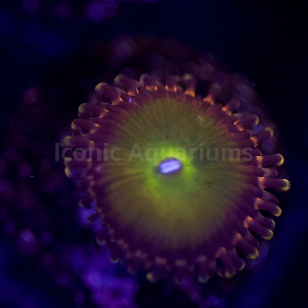 Rainbow Troll Zoa