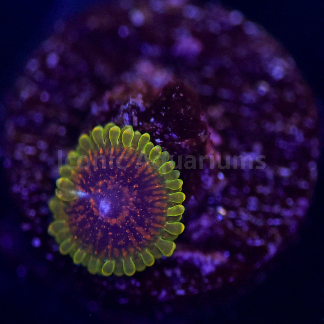 Predator Zoa