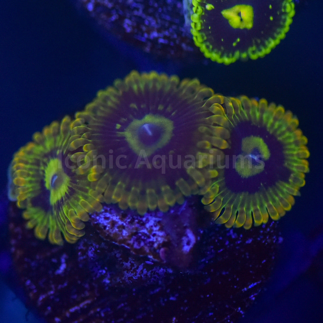 Yoda Zoa