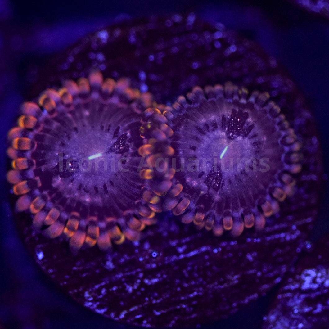 Koala Eye Zoa