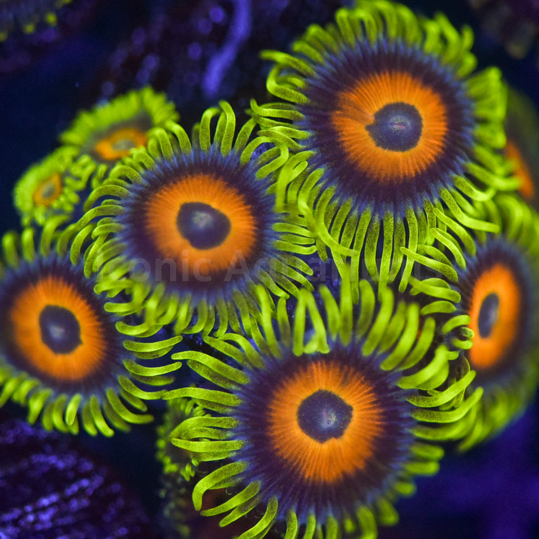 Sunflower Zoa