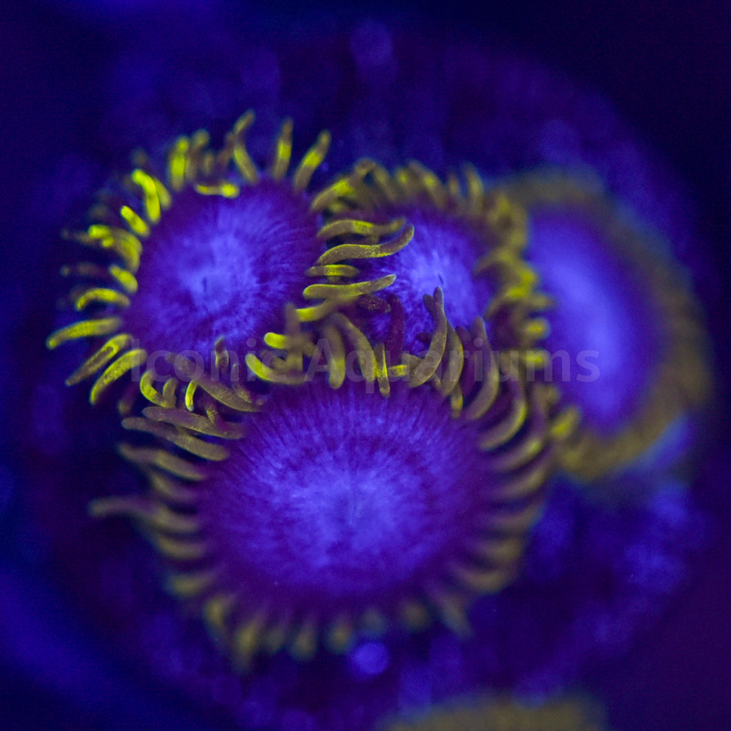 Blue Phoenix Zoa