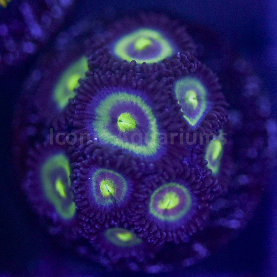 Black Cats Zoa