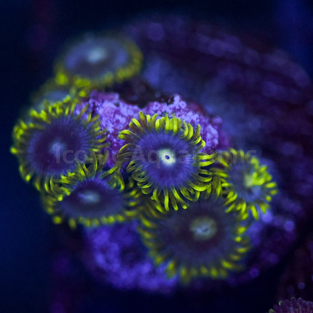 Coronas Zoa