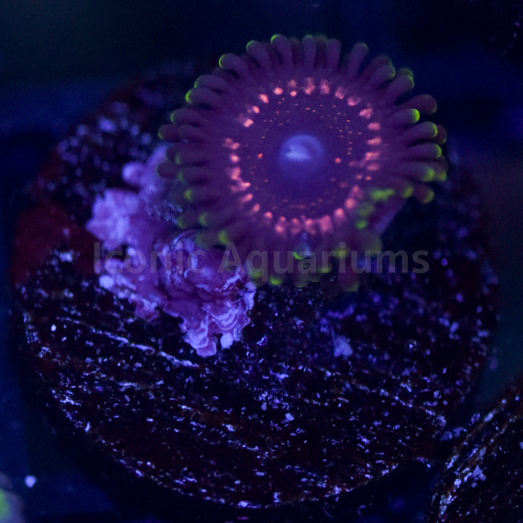 WWC Taser Zoa