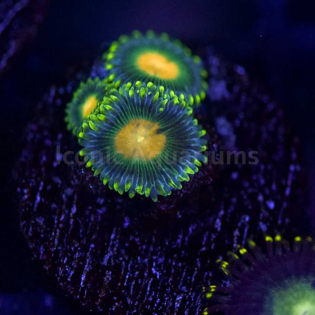 Green Bay Packers Zoa