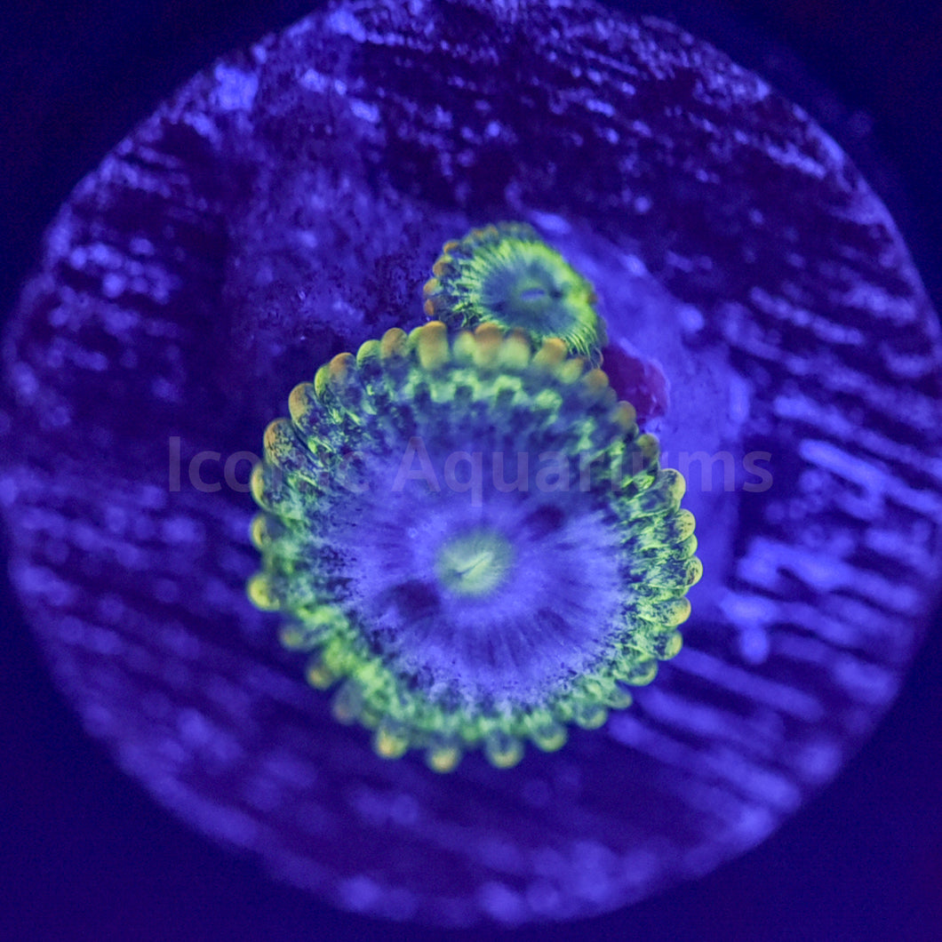 Rainbow Rhino Zoa