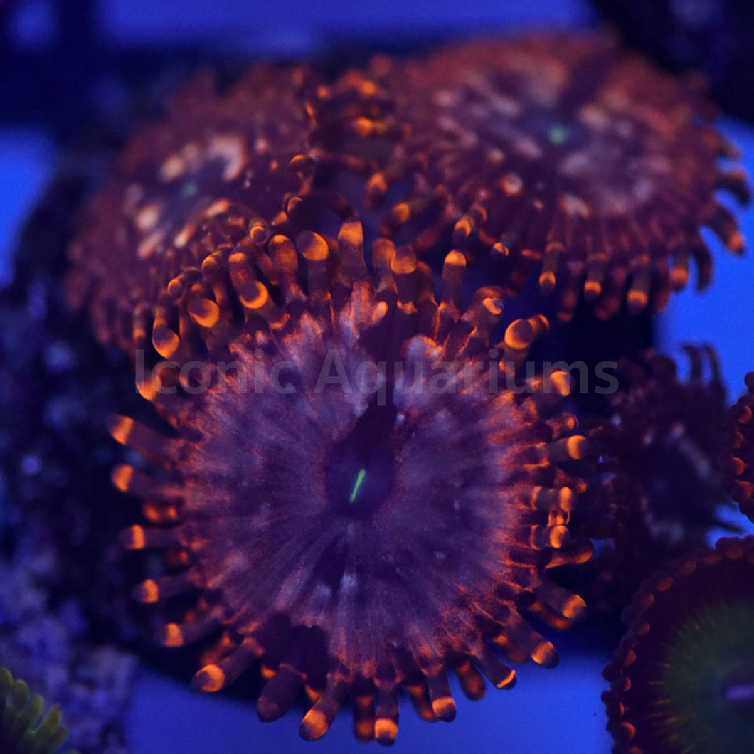 Utter Chaos Zoa