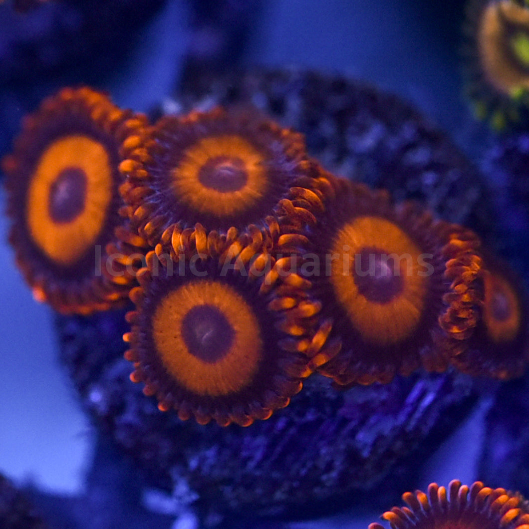 Orange Oxide Zoa