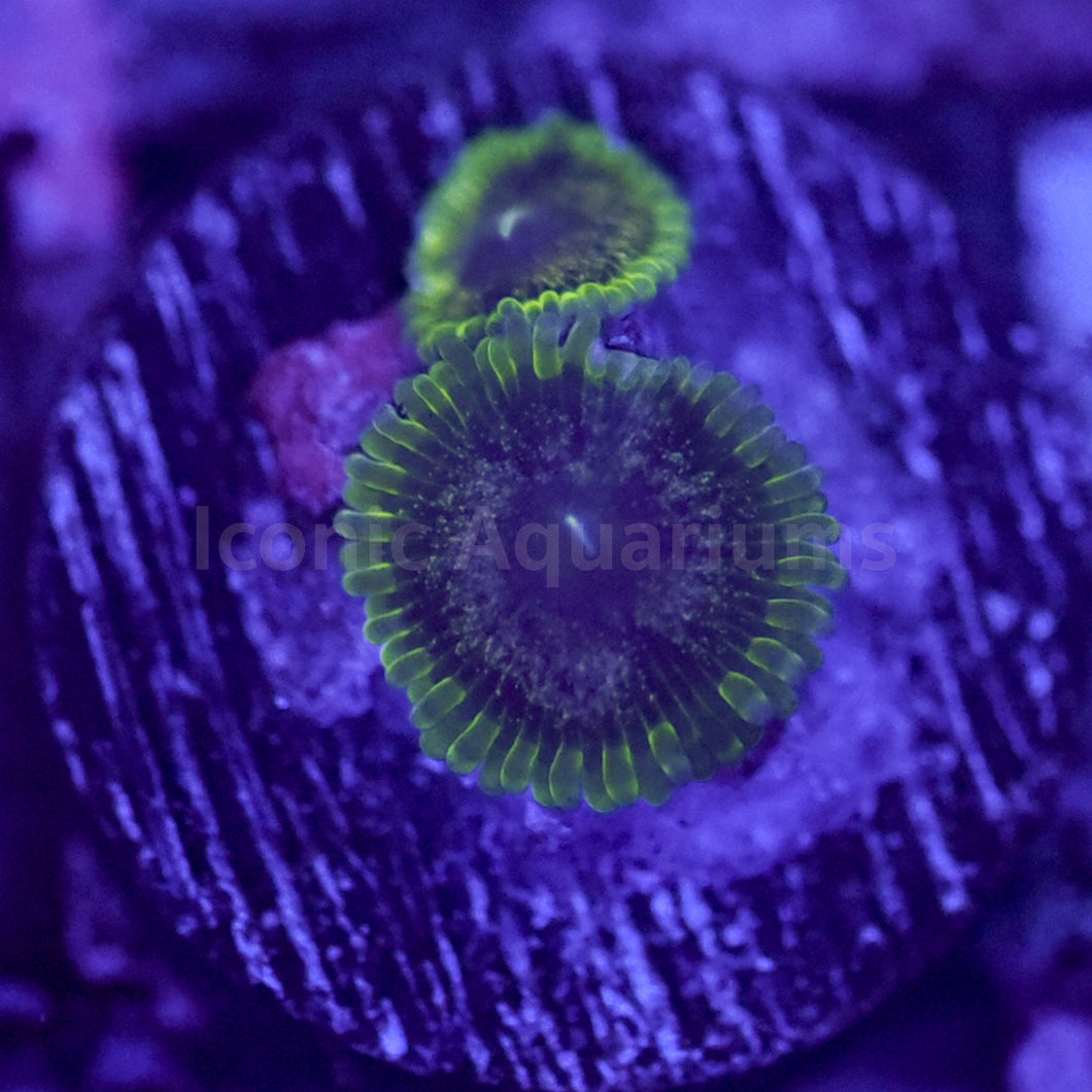 Purple Velour Zoa