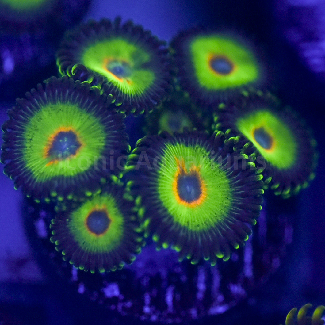 Electric Rasta Zoa