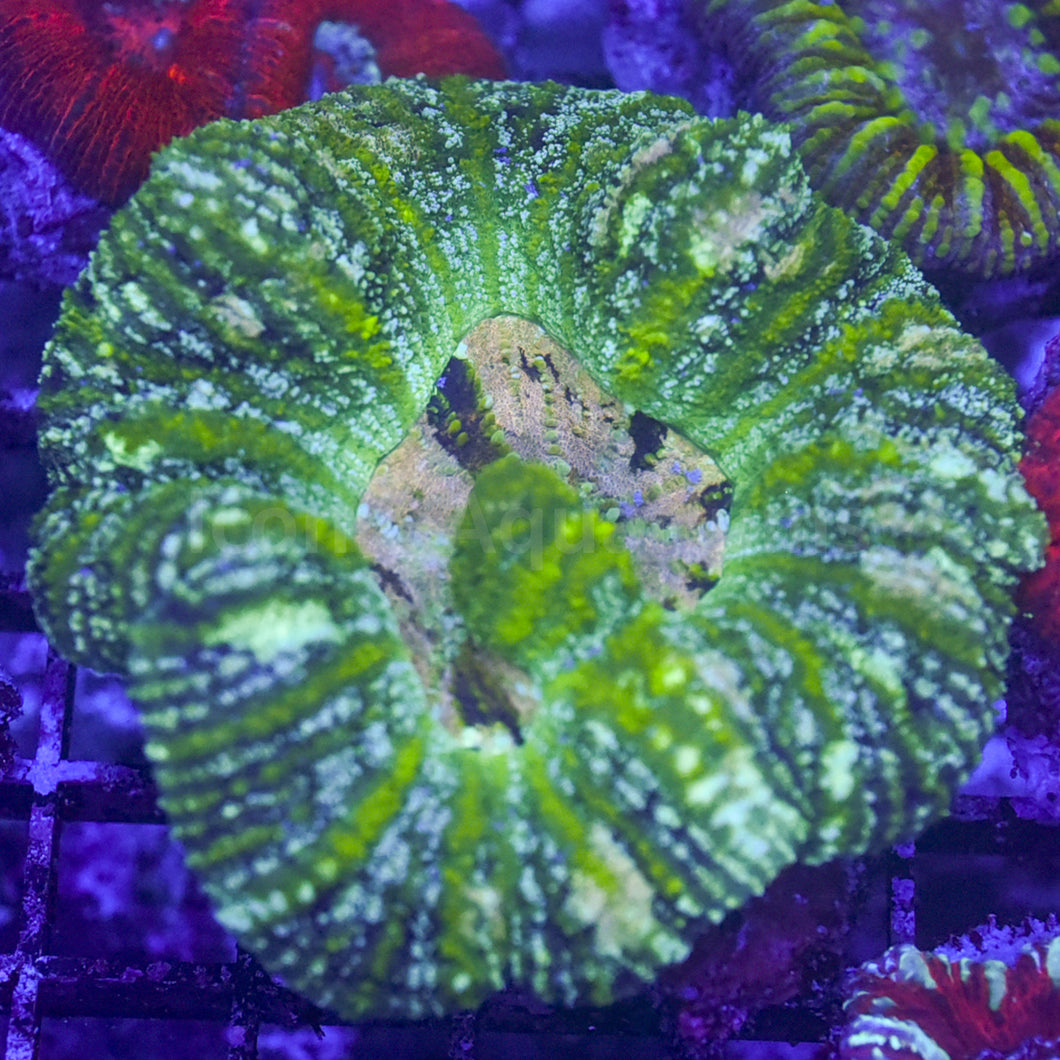 Rainbow Acan Maxima