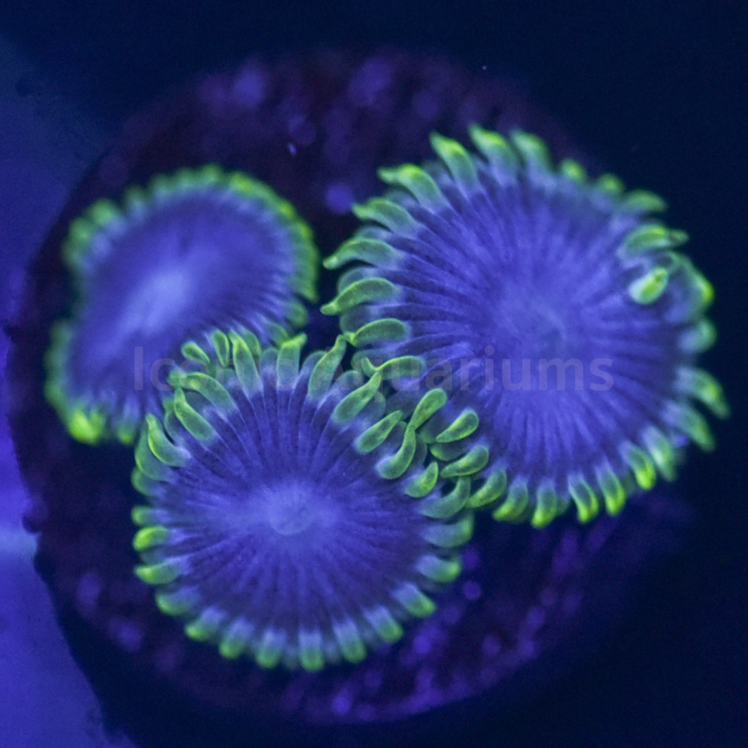 Sky Blue Sky Zoa