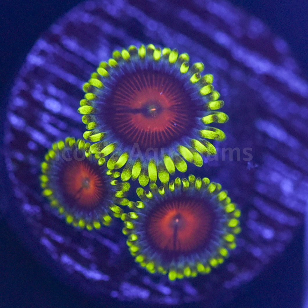 CC Spitfire Zoa