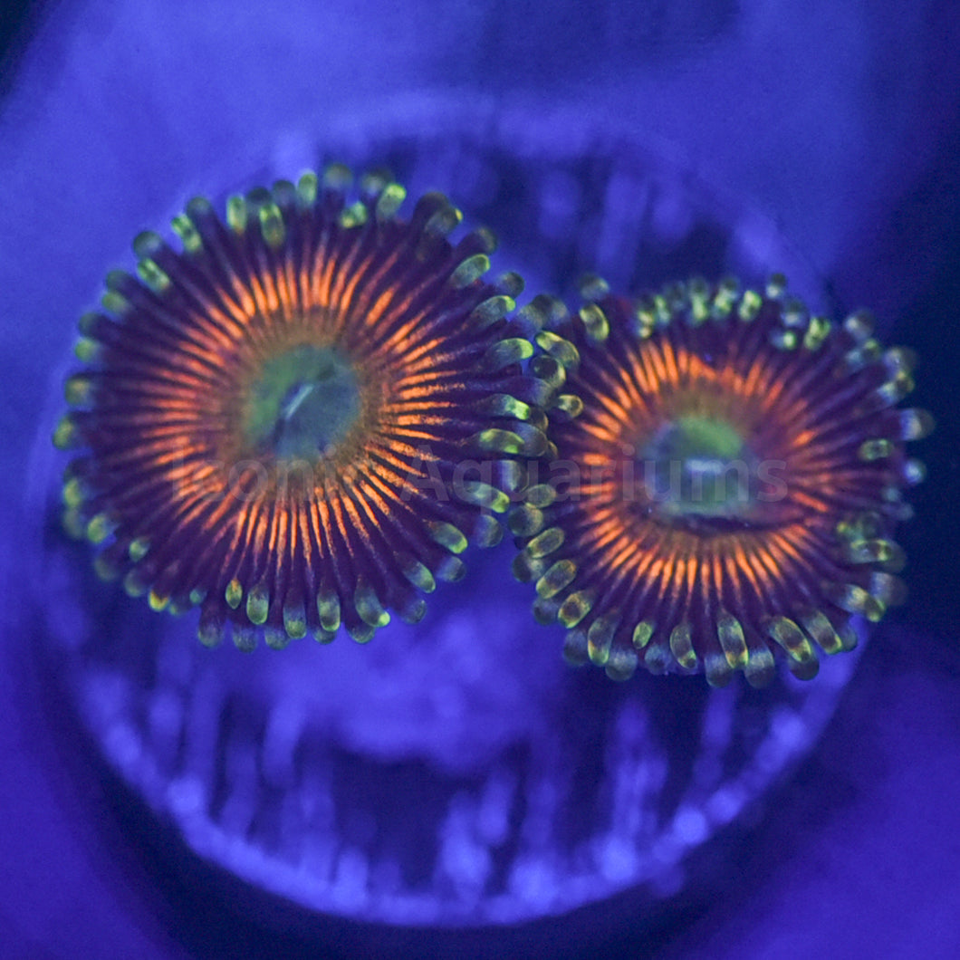 RT Rainbow Sherbert Zoa