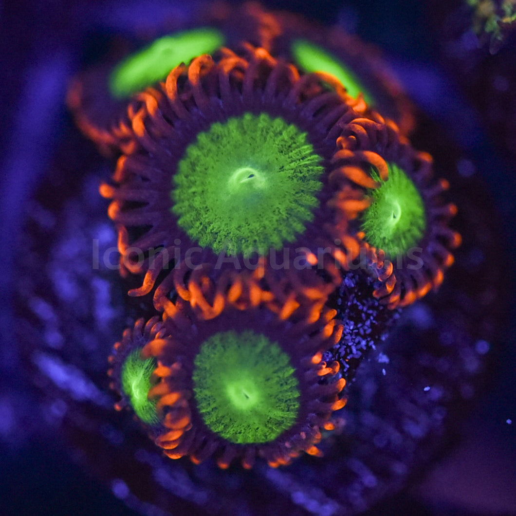 Goblin Fire Zoa