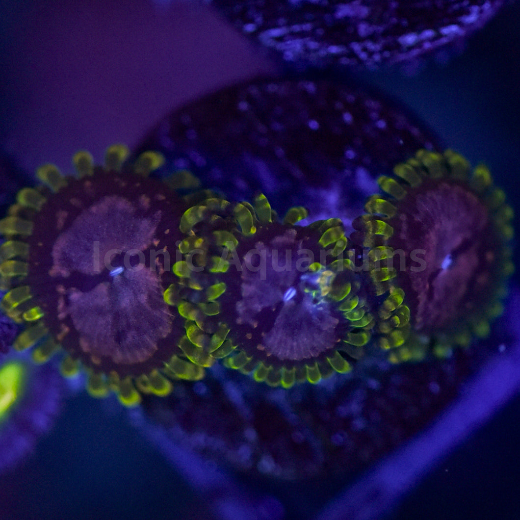 Purple Monster Zoa