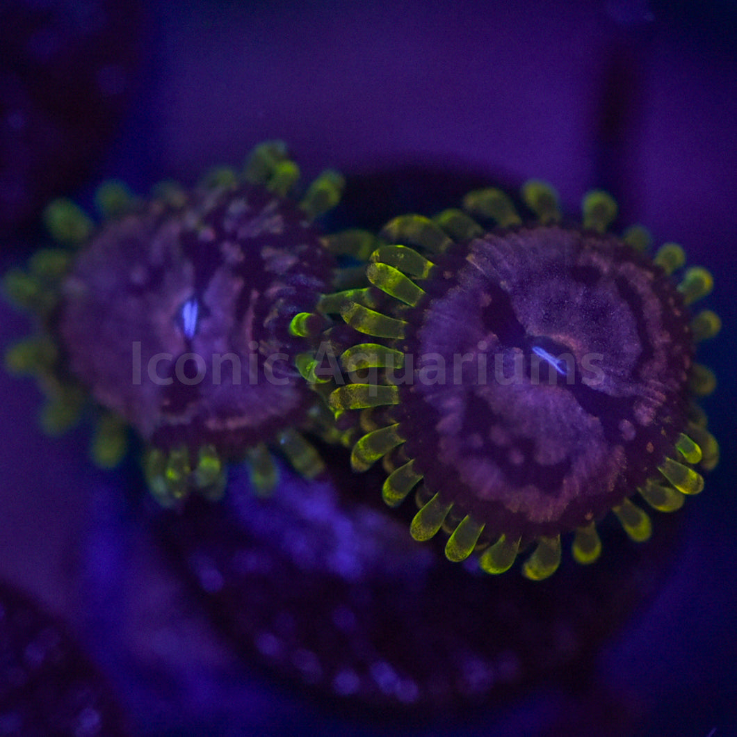 Purple Monster Zoa