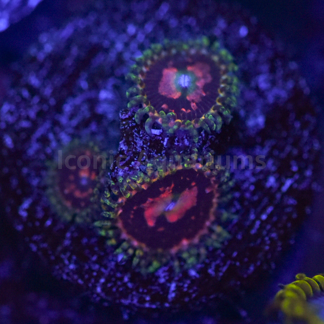 Space Chaos Zoa