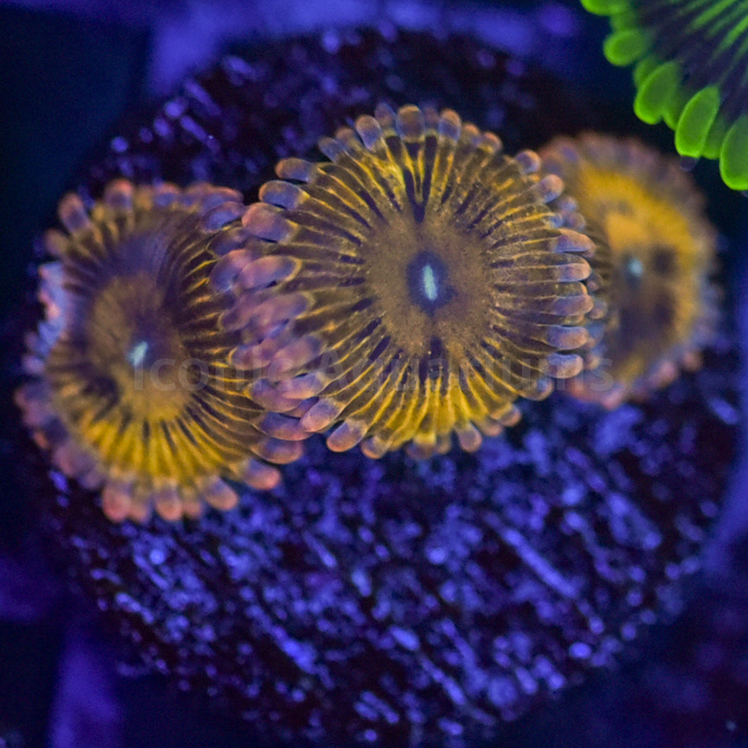 UC Lemonhead Zoa